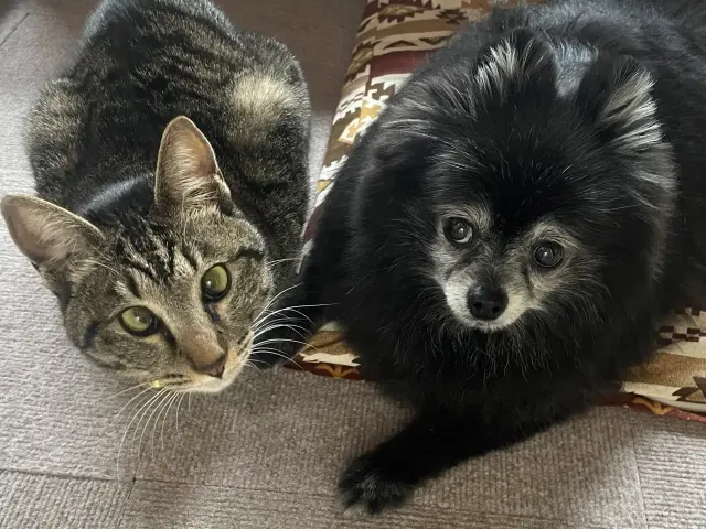 ペットと一緒にいられる